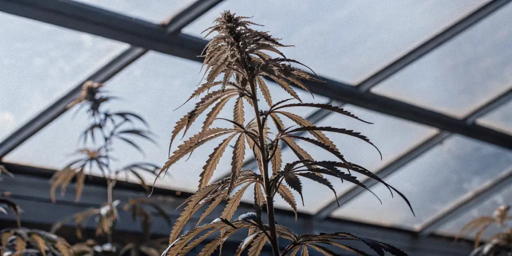 Indoor cannabis plant illuminated by overhead light in a reflective grow tent