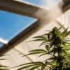 cannabis plant under mist sprayer in a greenhouse with sunlight filtering through