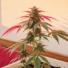 Flowering cannabis plant with vibrant red leaves in an indoor grow space.