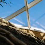 Exposed cannabis plant roots in a well-lit indoor garden environment, showing healthy development.