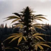 Cannabis plant silhouetted against a misty forest and cloudy sky at sunrise.