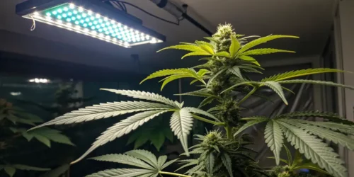 Harnessing the Power of Marijuana for Muscle Spasms