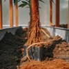 Dense cannabis rootball emerging from a pot in a soil-filled tray.