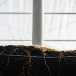 Side view of exposed cannabis roots hanging beneath a soil grow bed in a greenhouse.