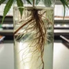 Cannabis plant roots growing in a clear glass container hydroponic system