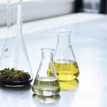 Three flasks containing cannabis samples and oil extracts placed on a metallic lab surface