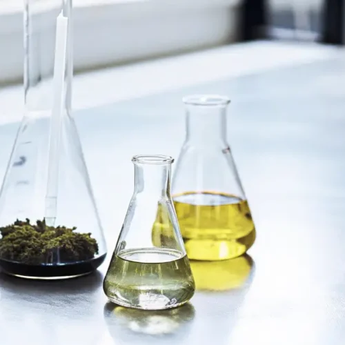 Three flasks containing cannabis samples and oil extracts placed on a metallic lab surface