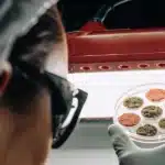 Scientist holding a Petri dish with six cannabis samples under red LED light.