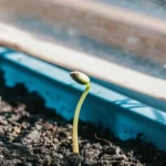 cannabis seedling emerging from soil in a blue plastic container