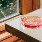 Red-rimmed Petri dish with cannabis tissue culture samples on a lab table near a window.