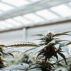 close-up of a cannabis plant in a modern indoor greenhouse with bright skylights