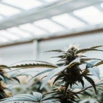 close-up of a cannabis plant in a modern indoor greenhouse with bright skylights