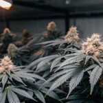Healthy cannabis plants with dark leaves and frosty buds thriving under artificial light indoors.