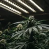 dense cannabis flowers developing under artificial lighting indoors