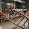 Close-up of a DNA double helix model displayed in a cannabis genetics laboratory
