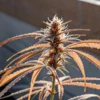 Close-up of a frosted cannabis bud with orange-tinted leaves basking in natural sunlight.