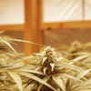 Frosty cannabis buds with glistening trichomes in an indoor cultivation room