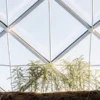 Young cannabis plants growing under a geodesic dome greenhouse structure with natural sunlight.