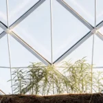 Young cannabis plants growing under a geodesic dome greenhouse structure with natural sunlight.