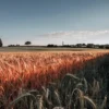 golden wheat field under soft natural light near the forest edge