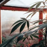 Cannabis plant in a greenhouse with sunlight streaming through the windows