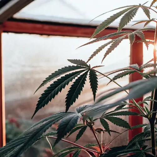 Cannabis plant in a greenhouse with sunlight streaming through the windows