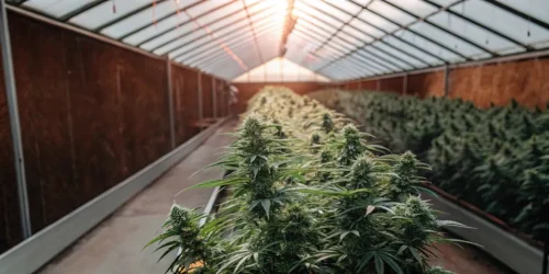 Rows of cannabis plants flowering inside a commercial greenhouse at sunset.