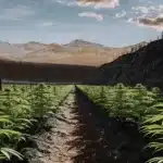 photorealistic cannabis field in a high-altitude valley with snowy mountains