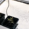 Overhead view of a hydroponic cannabis growing system with seedlings and water reservoir.