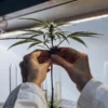 Several cannabis plants growing in fabric containers indoors, illuminated by bright artificial grow lights, showing healthy foliage and flowering buds.