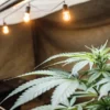 Close-up of a healthy cannabis plant under warm indoor string lighting