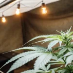 Close-up of a healthy cannabis plant under warm indoor string lighting