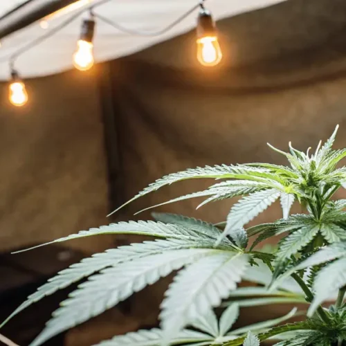Close-up of a healthy cannabis plant under warm indoor string lighting