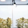 indoor grow tent with flowering cannabis plants under LED lights