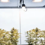 indoor grow tent with flowering cannabis plants under LED lights
