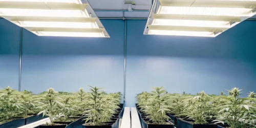 The great guide indoor growing in US
