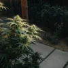 High-angle view of a lush indica cannabis plant growing outdoors with dense foliage.
