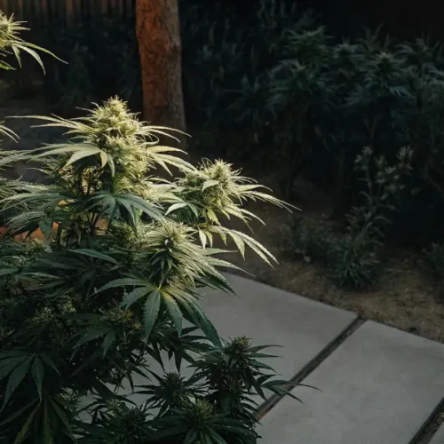 High-angle view of a lush indica cannabis plant growing outdoors with dense foliage.