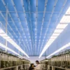 modern cannabis lab with LED lights and scientists analyzing plants