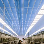 modern cannabis lab with LED lights and scientists analyzing plants