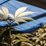 top view of a well-organized indoor cannabis grow room with dense dark-leaved plants
