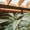 Cannabis plant with rich foliage and trichomes illuminated by sunlight in an outdoor setting