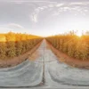 Panoramic view of a large outdoor cannabis field at sunset with rows of healthy plants.