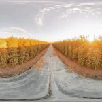 Panoramic view of a large outdoor cannabis field at sunset with rows of healthy plants.