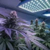 Close-up of a cannabis plant in a greenhouse with sunlight backlighting the leaves.