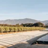 Raised cannabis planting beds in an open field with mountain views