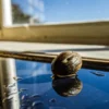 Macro photograph of a single cannabis seed resting on a wet reflective surface near a sunny window