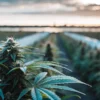 Close-up of a mature cannabis bud in a vast outdoor field at sunset