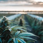 Close-up of a mature cannabis bud in a vast outdoor field at sunset