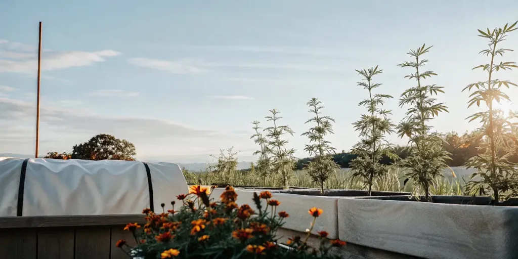 Wide-angle view of a flourishing outdoor cannabis garden under a clear sky